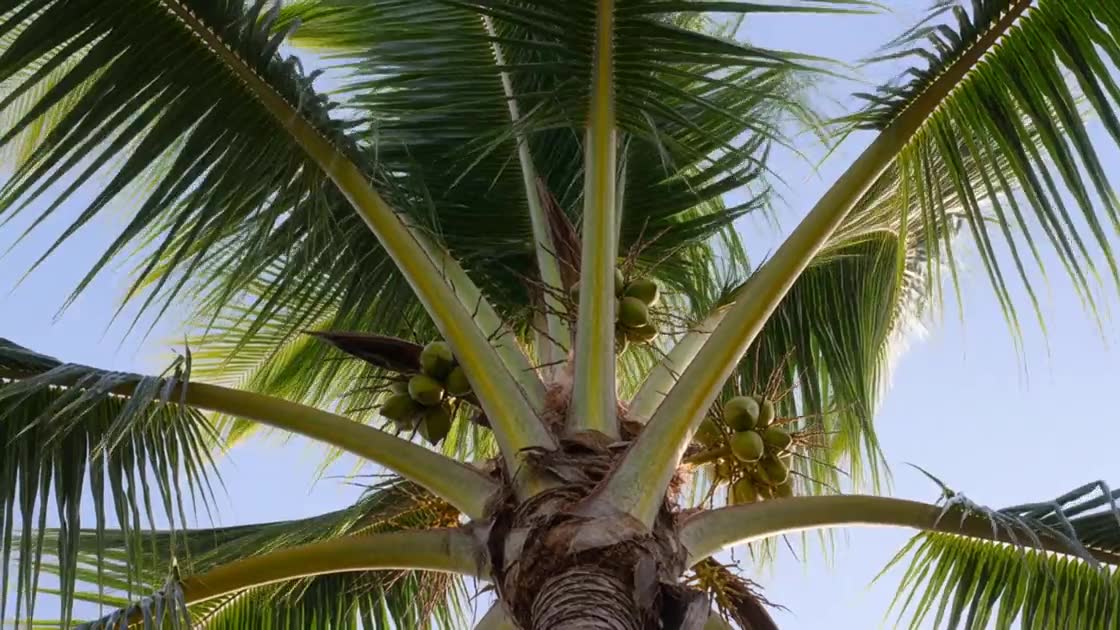 Looking up through the fronds of a coconut palm in our grove